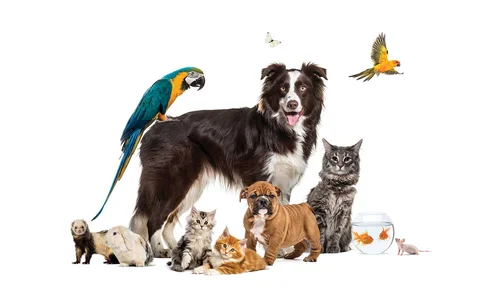 pets