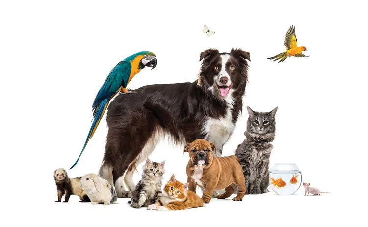 pets pets