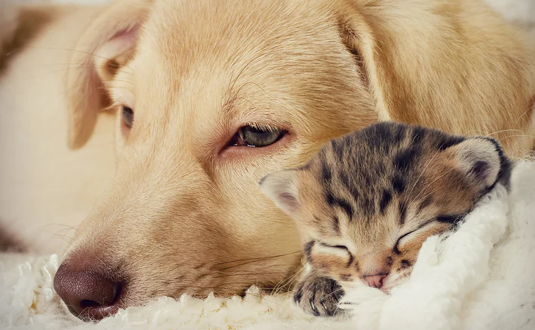 pets5 pets5